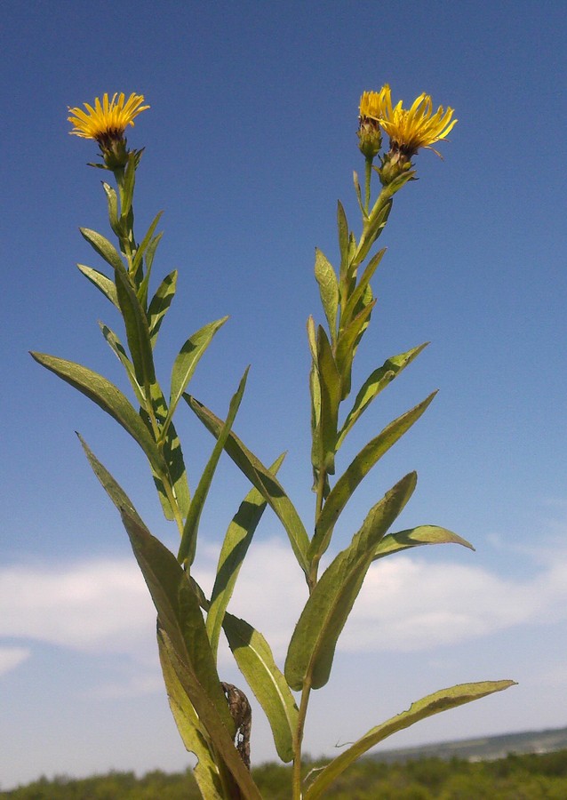 Изображение особи Inula aspera.