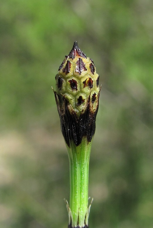 Image of Equisetum variegatum specimen.