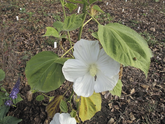 Изображение особи род Hibiscus.