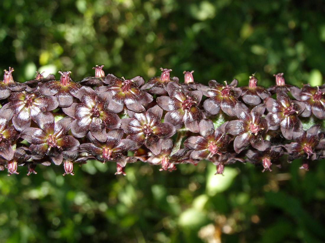 Изображение особи Veratrum nigrum.