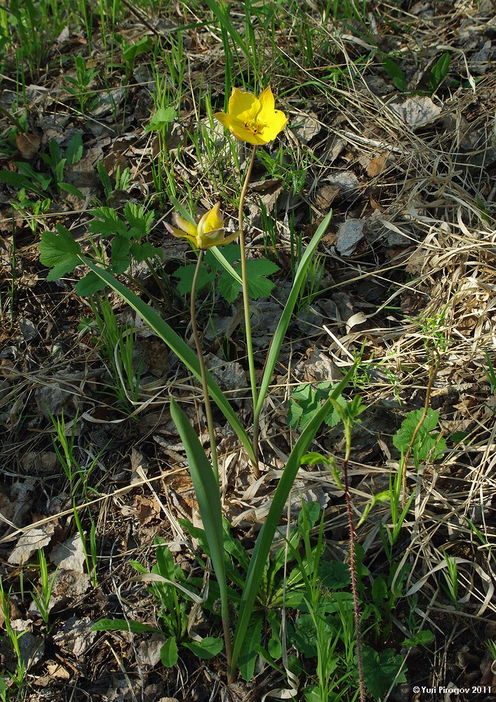 Image of Tulipa riparia specimen.