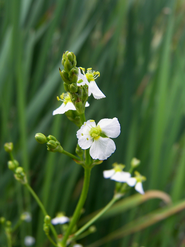 Image of Alisma plantago-aquatica specimen.