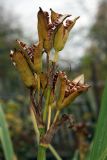 Iris pseudacorus. Соплодие со вскрывшимися плодами. Санкт-Петербург, г. Ломоносов (в культуре из Лужского р-на Ленинградской обл.). 16.10.2011.