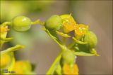 Euphorbia stepposa