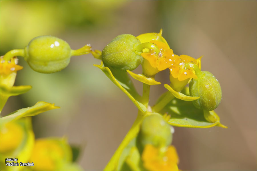 Image of Euphorbia stepposa specimen.
