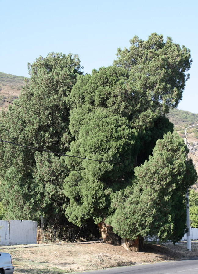 Изображение особи Platycladus orientalis.