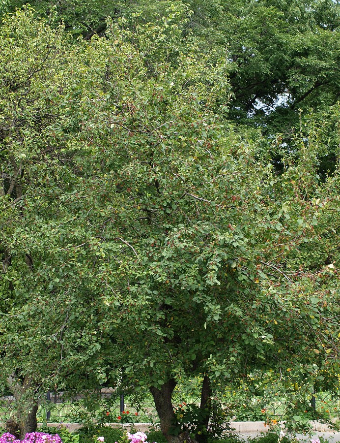 Изображение особи Malus mandshurica.