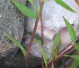 Microstegium vimineum