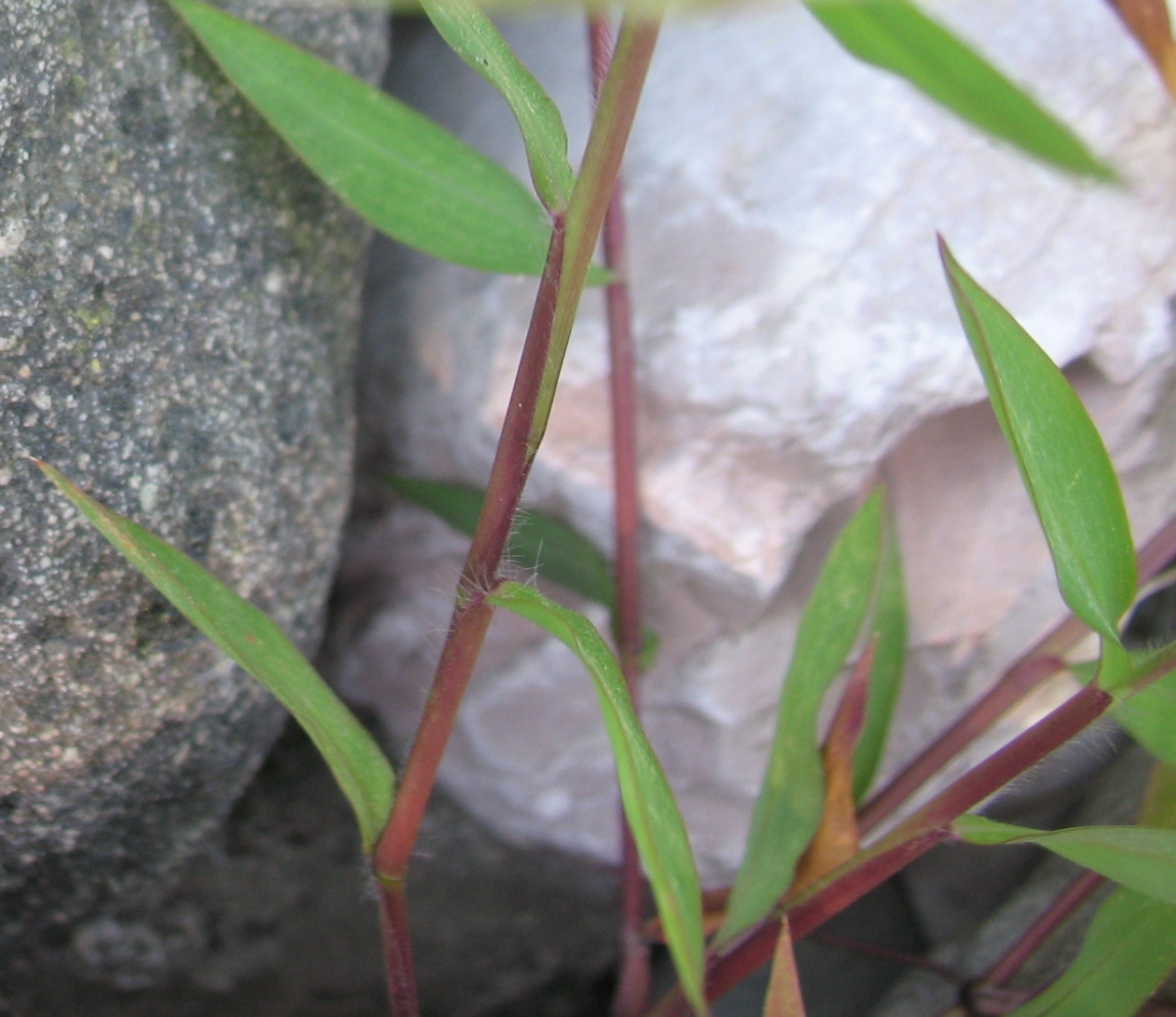 Image of Microstegium vimineum specimen.