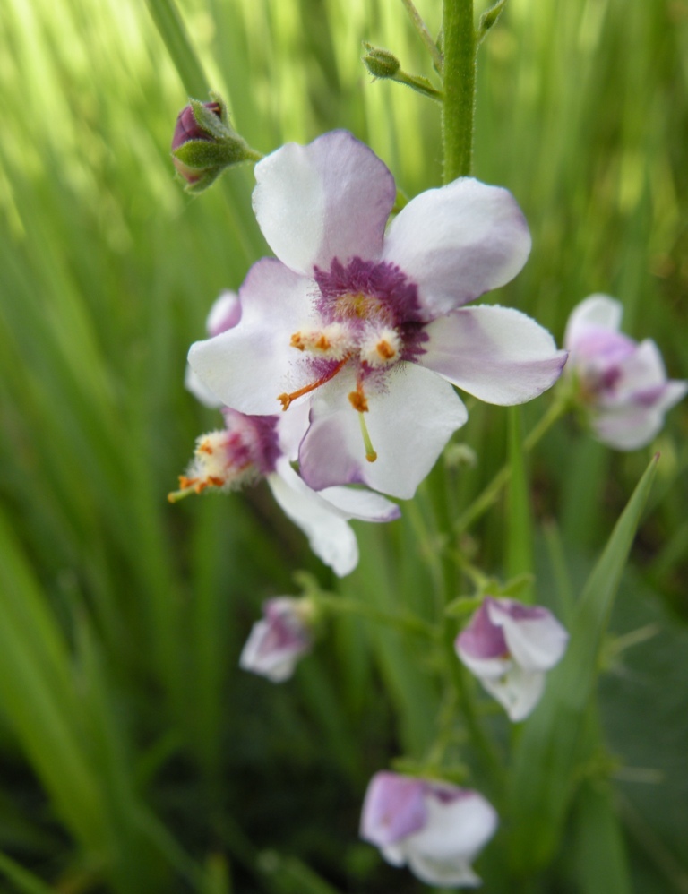 Изображение особи Verbascum phoeniceum.