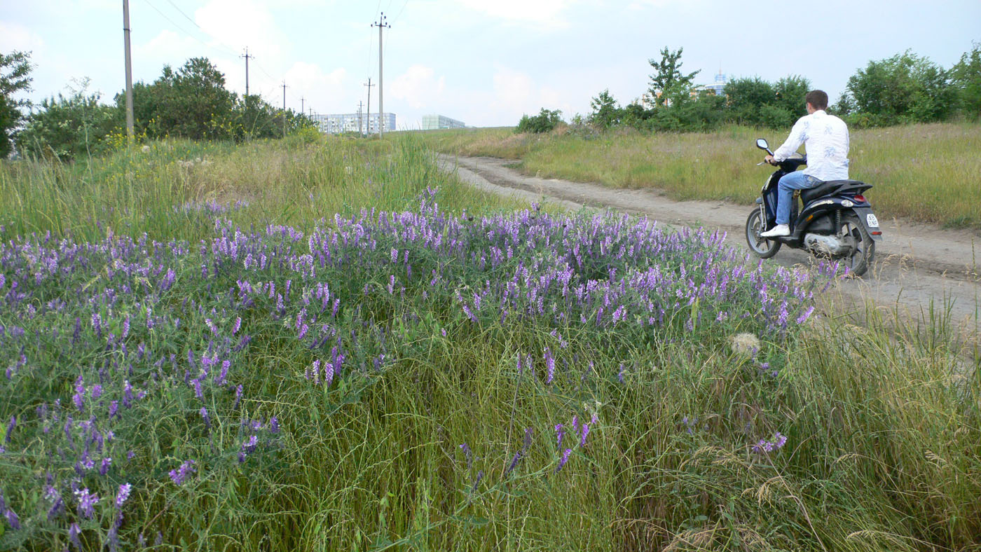 Image of Vicia villosa specimen.