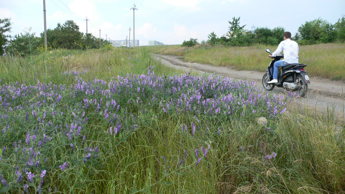 Изображение особи Vicia villosa.