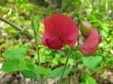 Lathyrus rotundifolius