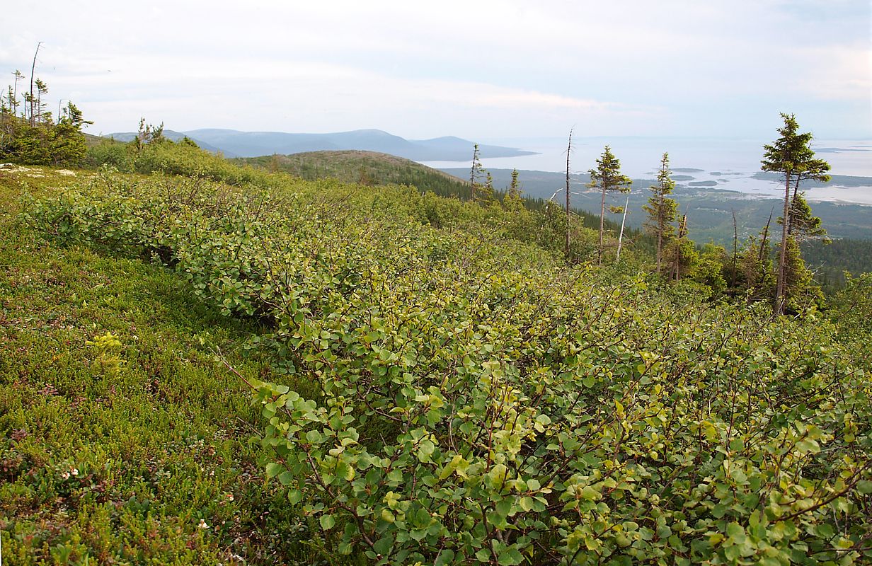 Image of Betula czerepanovii specimen.