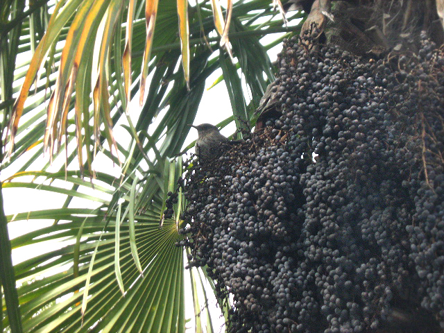 Image of Trachycarpus fortunei specimen.