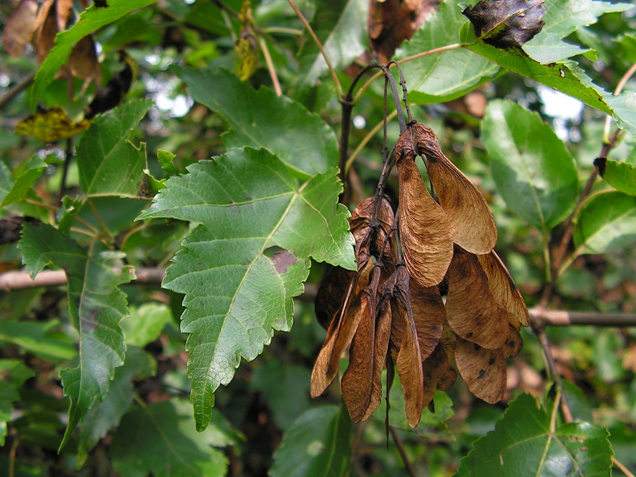 Image of Acer ginnala specimen.