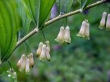 Polygonatum multiflorum. Часть побега с соцветиями. Московская обл., дачный участок. 29.06.2003.