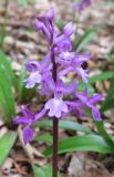 Orchis mascula. Соцветие. Крым, гора Северная Демерджи, западный склон, дубовый лес. 2 мая 2012 г.