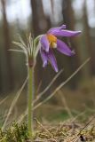 Pulsatilla patens. Цветущее растение. Ленинградская обл., Лужский р-н, 136 км шоссе М-20, сухой сосняк. 03.05.2012.