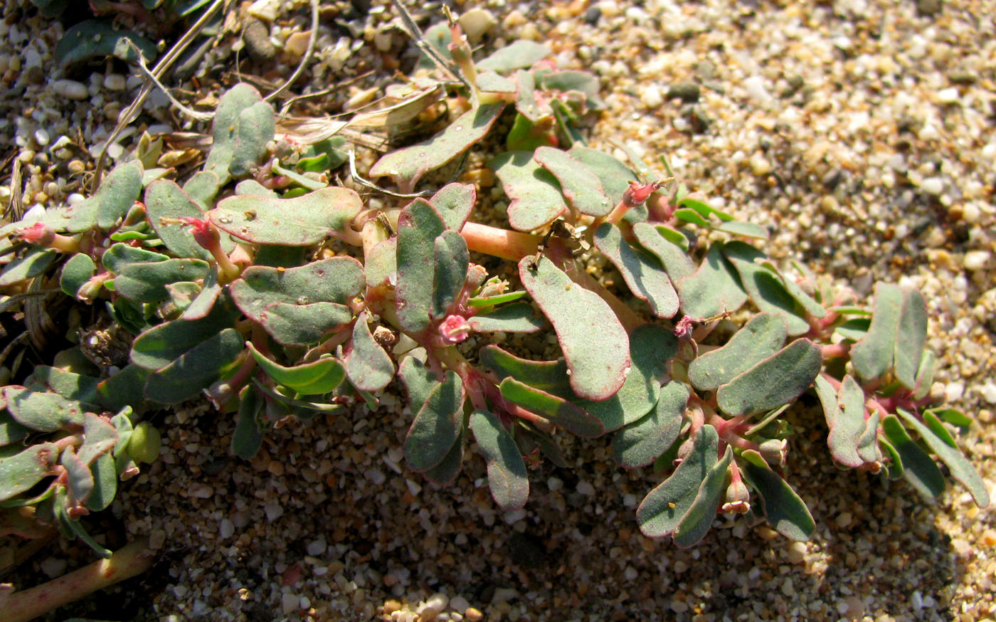 Изображение особи Euphorbia peplis.