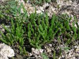 Salicornia perennans. Ювенильные растения в ассоциации со сведой простёртой (Suaeda prostrata Pall.; проростки и ювенильные растения с удлинёнными суккулентными листьями). Саратовская обл., Саратовский р-н, солончак. 19 мая 2012 г.