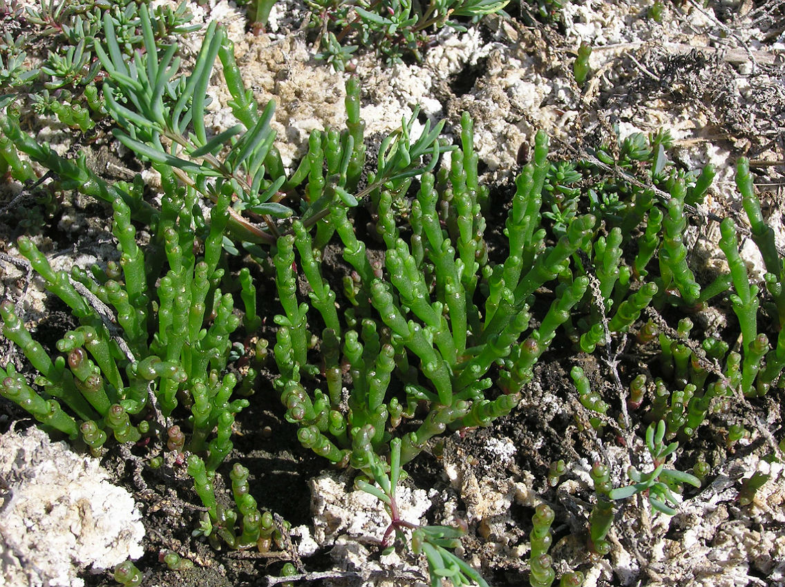 Изображение особи Salicornia perennans.