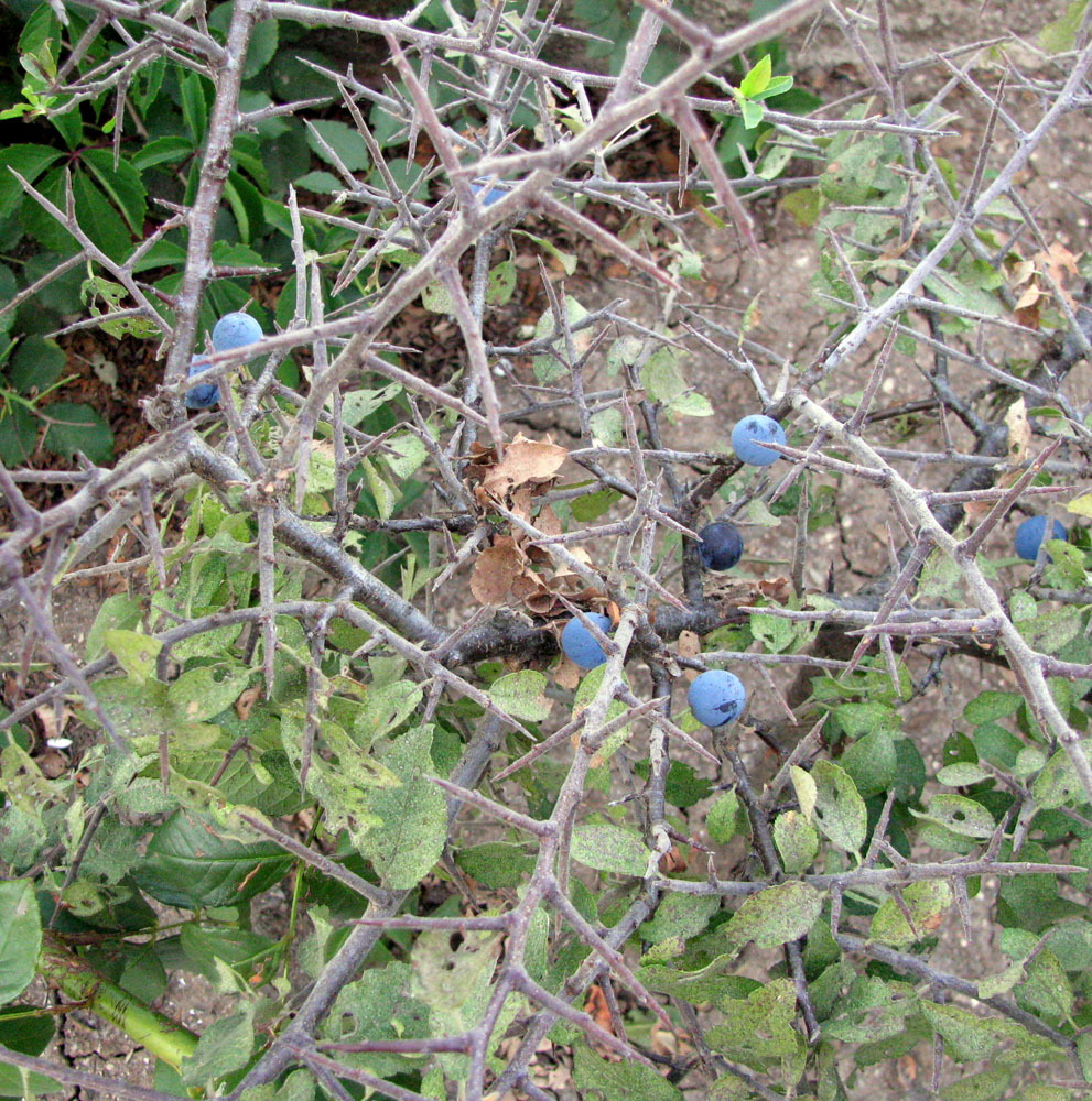 Image of Prunus stepposa specimen.