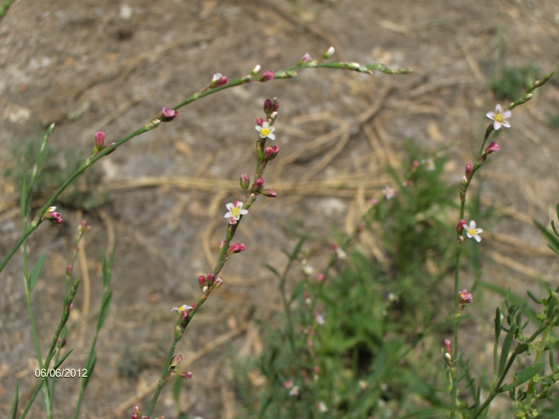 Image of genus Polygonum specimen.