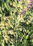 Thalictrum minus