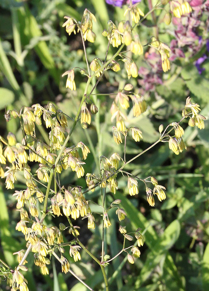 Image of Thalictrum minus specimen.