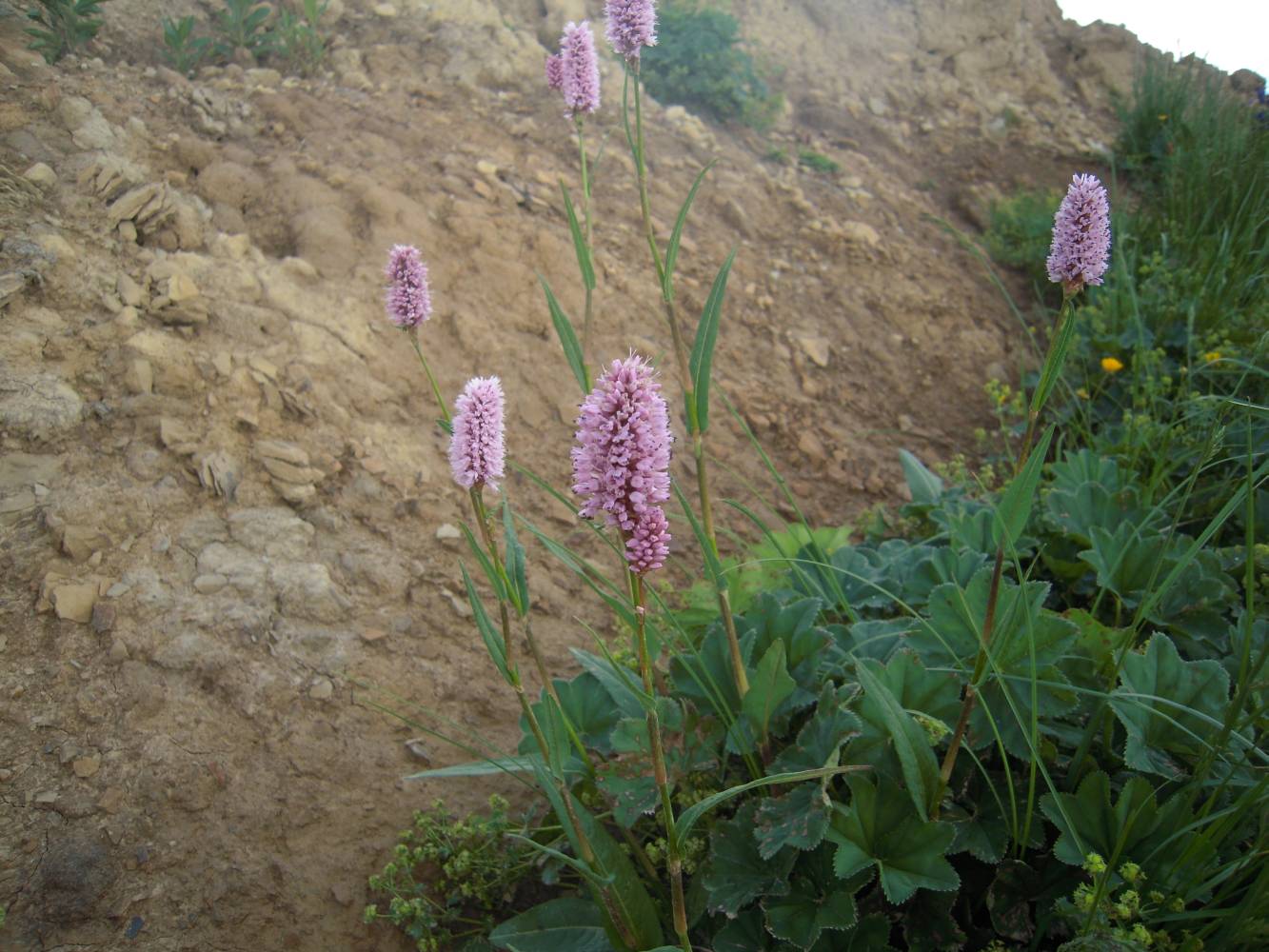 Изображение особи Bistorta carnea.