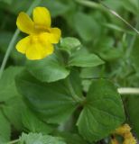 Mimulus guttatus. Верхушка цветущего растения. Санкт-Петербург, парк \"Сергиевка\", в овраге речки Кристательки. 12.08.2005.