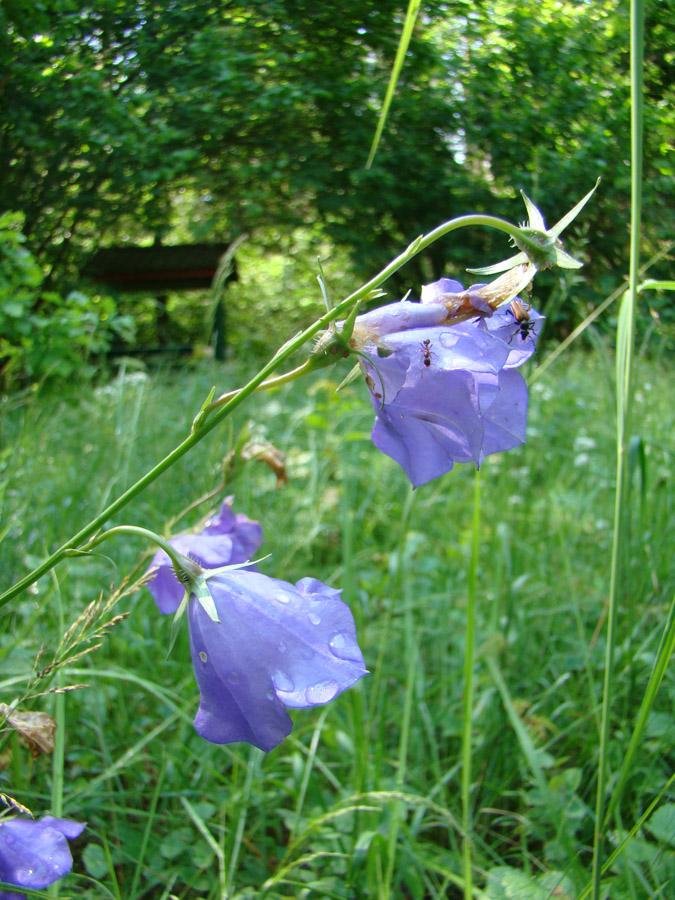 Изображение особи Campanula persicifolia.