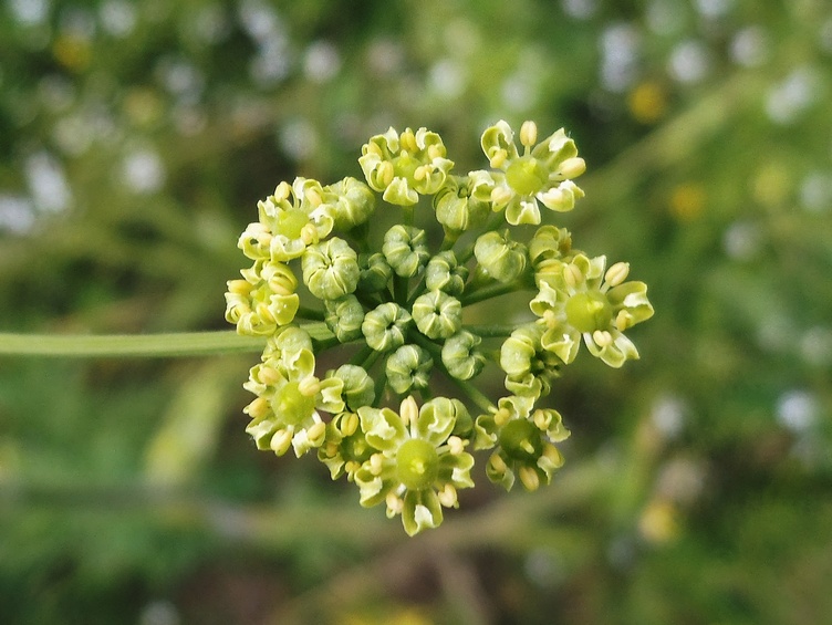 Изображение особи Heracleum sibiricum.