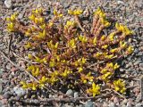 Sedum acre