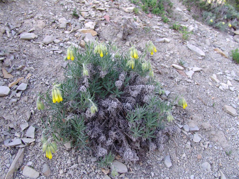 Изображение особи Onosma polyphylla.