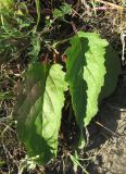 Senecio jacobaea. Прикорневые листья. Крым, окр. Феодосии, Лисья бухта. 9 июля 2012 г.