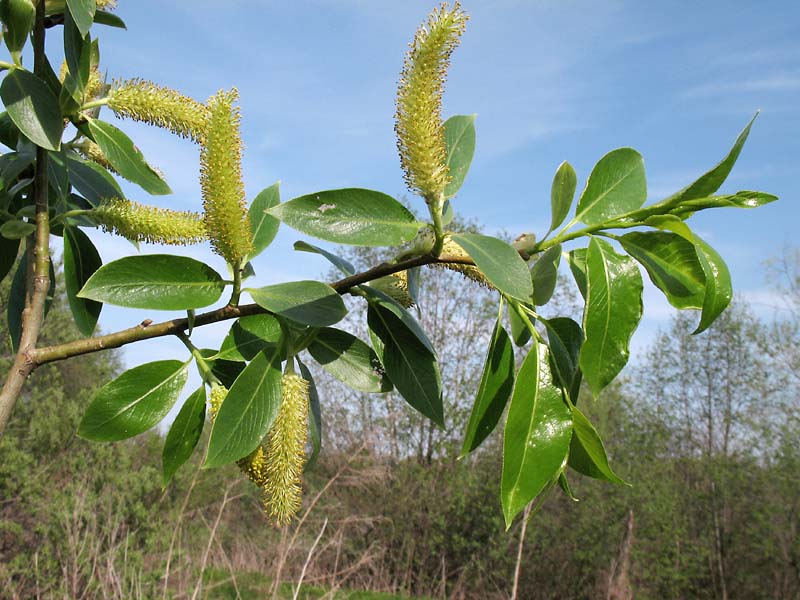 Изображение особи Salix &times; meyeriana.