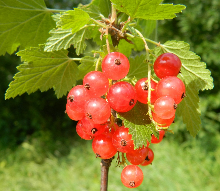 Image of Ribes rubrum specimen.