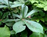 Rodgersia aesculifolia. Лист. Москва, ГБС РАН. 27.07.2012.