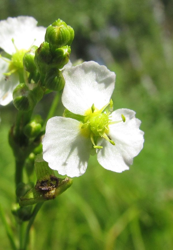 Изображение особи Alisma plantago-aquatica.