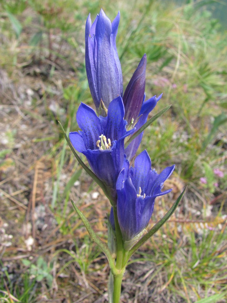 Image of Gentiana decumbens specimen.