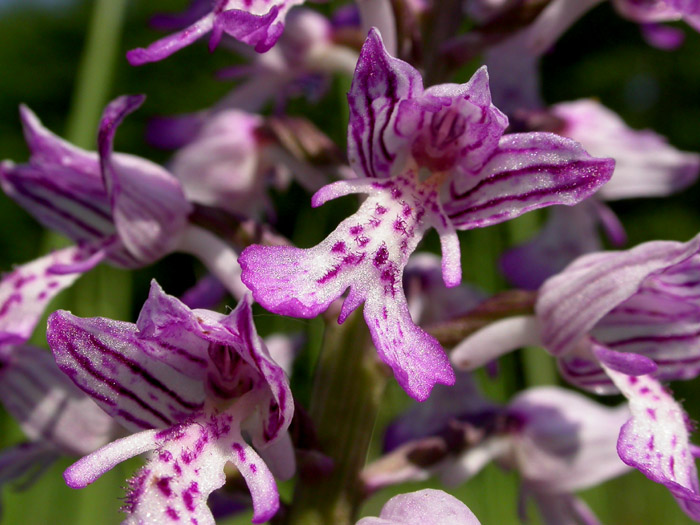 Изображение особи Orchis militaris.