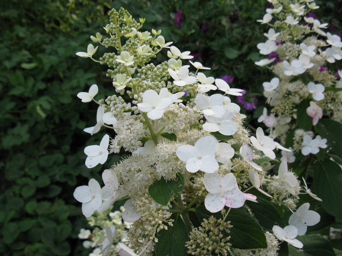 Изображение особи Hydrangea paniculata.