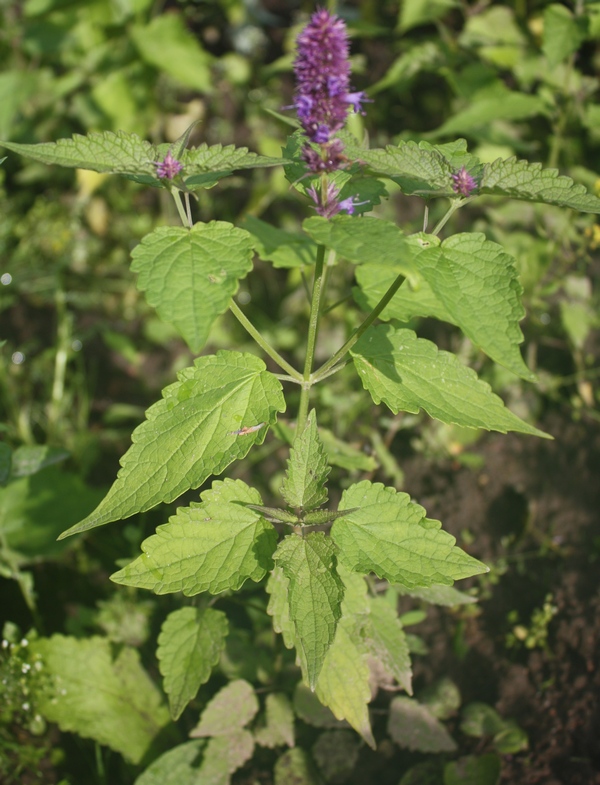 Image of genus Agastache specimen.