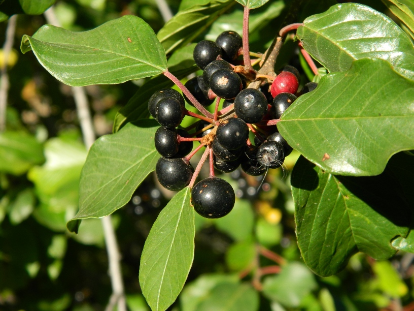 Изображение особи Frangula alnus.