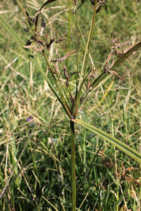 Изображение особи Cyperus longus.