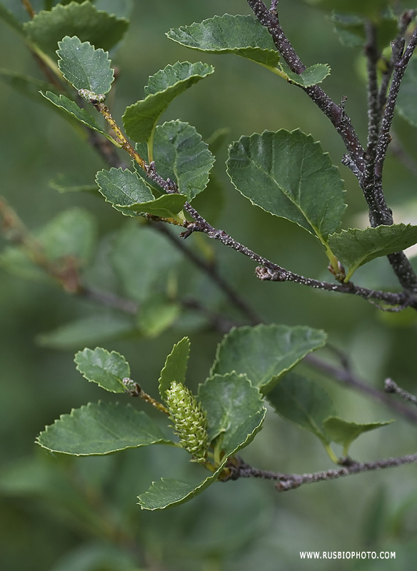 Image of Betula humilis specimen.