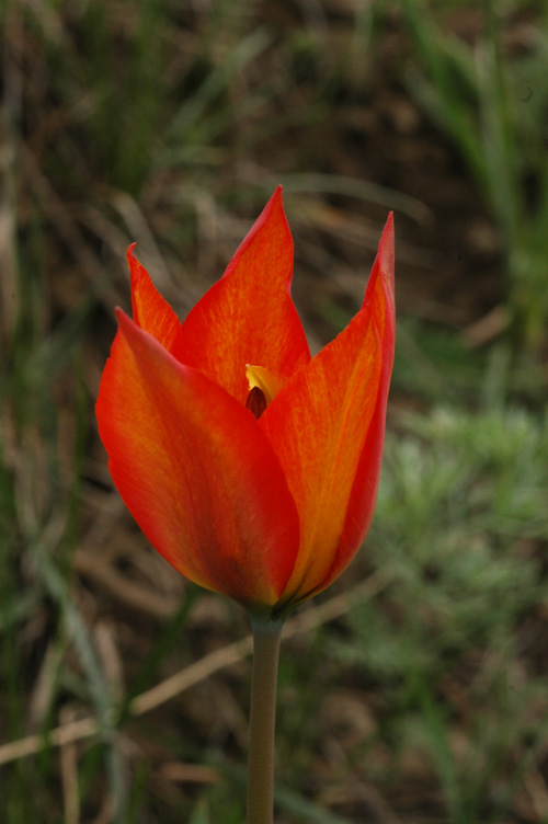 Image of Tulipa ostrowskiana specimen.