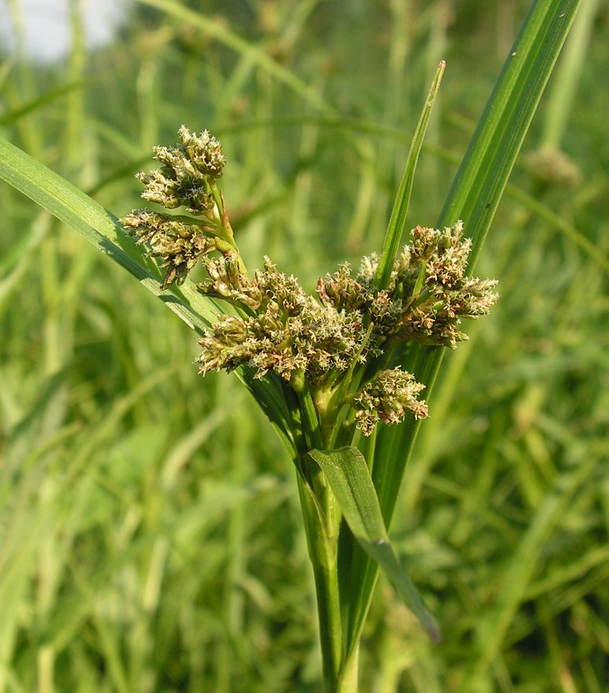 Изображение особи Scirpus orientalis.